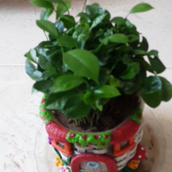 Photo of the plant species Sour Orange by @ExecBookaloe56 named Austen on Greg, the plant care app