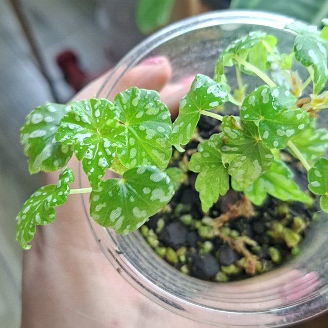 Photo of the plant species maple leaf begonia by @MelVH named B. Maple on Greg, the plant care app