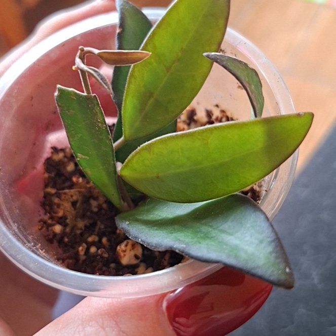 Photo of the plant species Hoya 'Rosita' by @MelVH named H. Rose on Greg, the plant care app