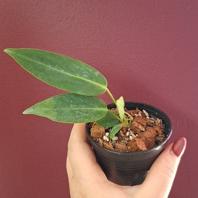 Photo of the plant species Anthurium warocqueanum by @MelVH named Aelin on Greg, the plant care app