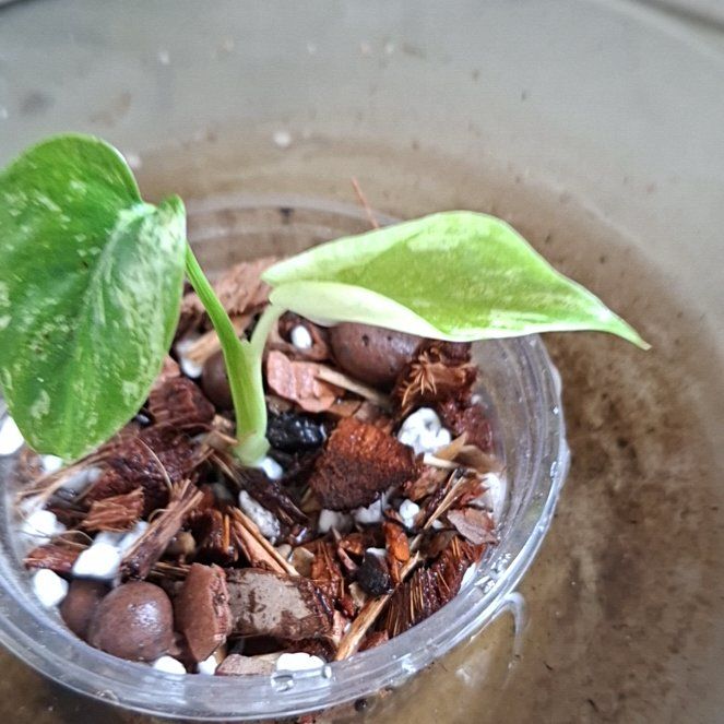 Photo of the plant species Monstera 'Mint' by @MelVH named M. Baesil on Greg, the plant care app