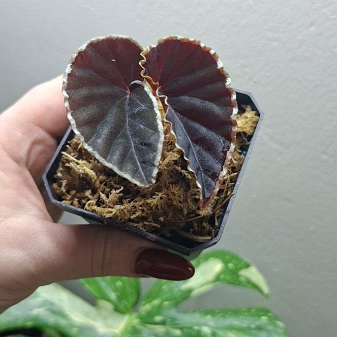 Photo of the plant species Darth Vader Begonia by @MelVH named B. Anakin on Greg, the plant care app
