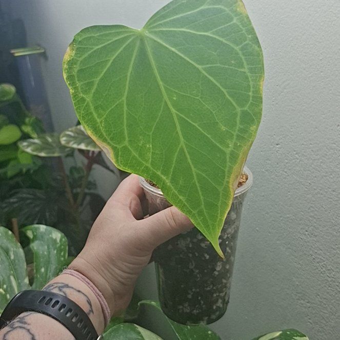 Photo of the plant species Delta Force Anthurium by @MelVH named A. Droid on Greg, the plant care app