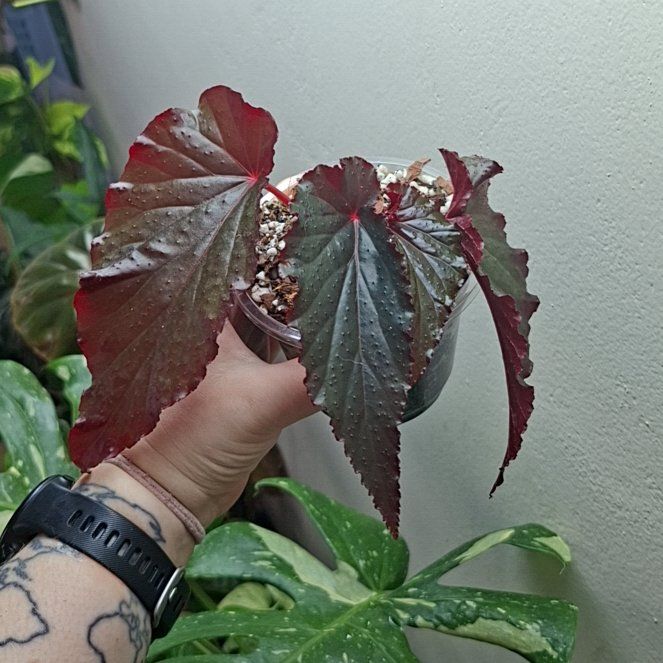 Photo of the plant species Begonia by @MelVH named B. Aladdin on Greg, the plant care app
