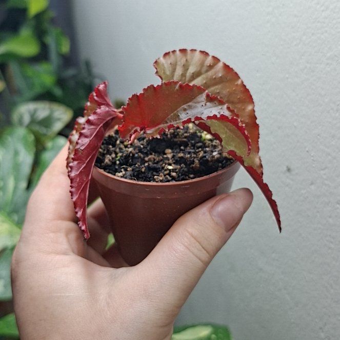 Photo of the plant species Begonia 'Black Magic' by @MelVH named Huckleberry Fern on Greg, the plant care app