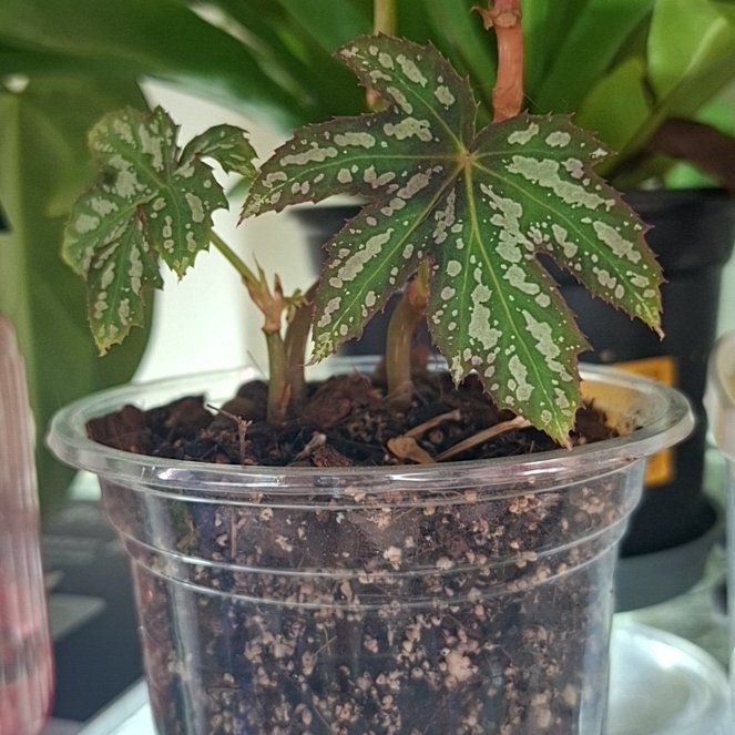Photo of the plant species Begonia 'Diadema' by @MelVH named B. Dice on Greg, the plant care app