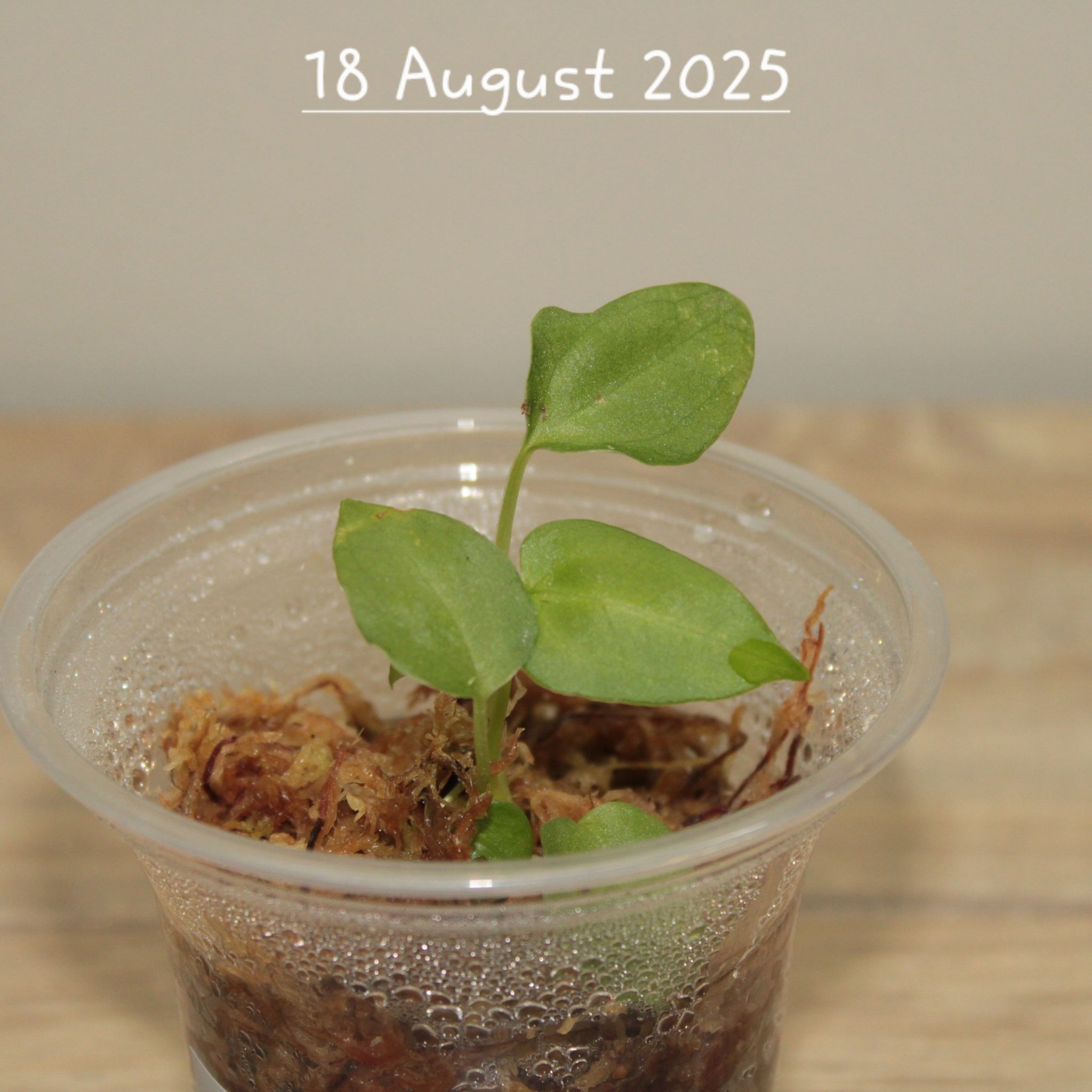 Photo of the plant species Anthurium papillaminum by @MelVH named Duke on Greg, the plant care app