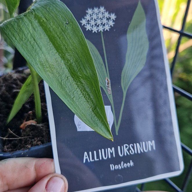 Photo of the plant species Ramsons by @FamkesBalcony named Terra on Greg, the plant care app