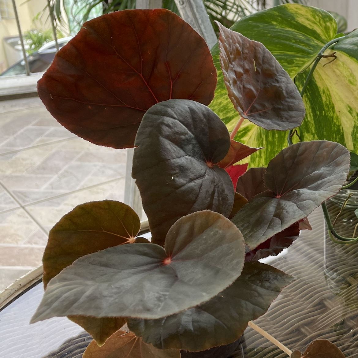 Plant care for Eureka Bronze Leaf White Begonia on Greg, the plant care app