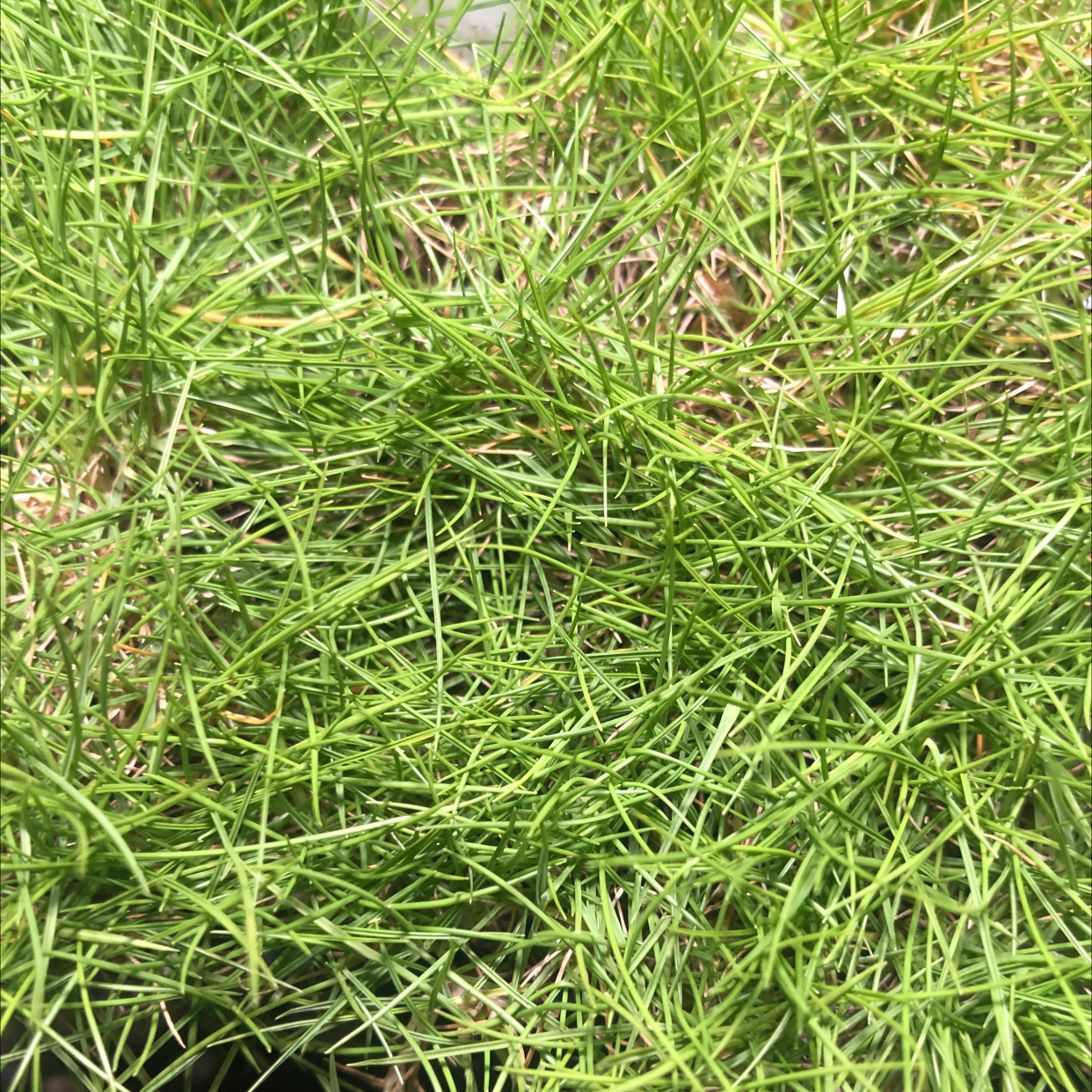 Korean grass Care 101 Water, Light & Growing Tips