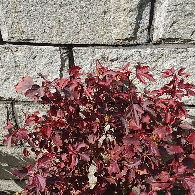Photo of the plant species Hibiscus acetosella by @LordAshejuniper named Cranberry Hibiscus on Greg, the plant care app