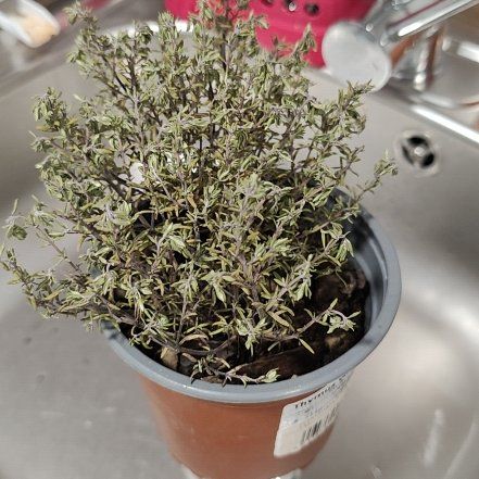 Photo of the plant species Thymus 'Spanish' by @LightWoodfern11 named Pepe on Greg, the plant care app