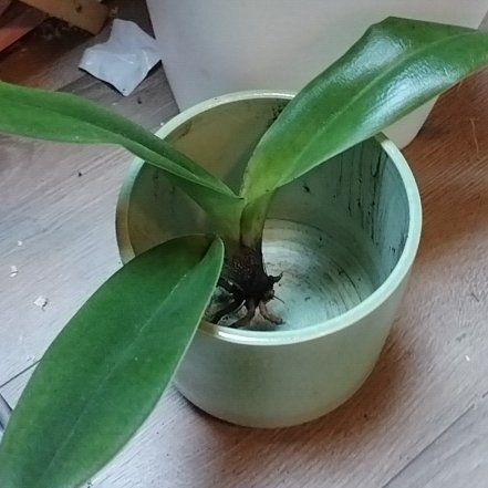 Photo of the plant species Paphiopedilum venustum by @RadiantChaya4 named Osmo on Greg, the plant care app