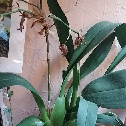 Photo of the plant species Cambria Orchid by @RadiantChaya4 named Harry on Greg, the plant care app