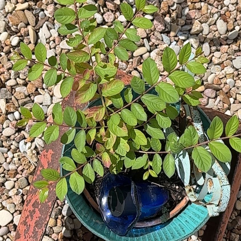 Photo of the plant species African Tuliptree by @PrettyFicusruby named Dax on Greg, the plant care app