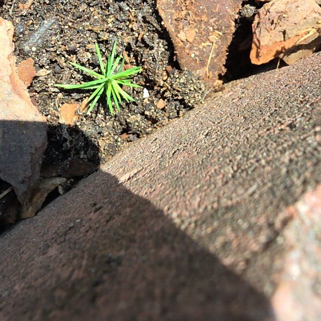 Photo of the plant species Birdeye Pearlwort by @MotherPansy11 named Dax on Greg, the plant care app