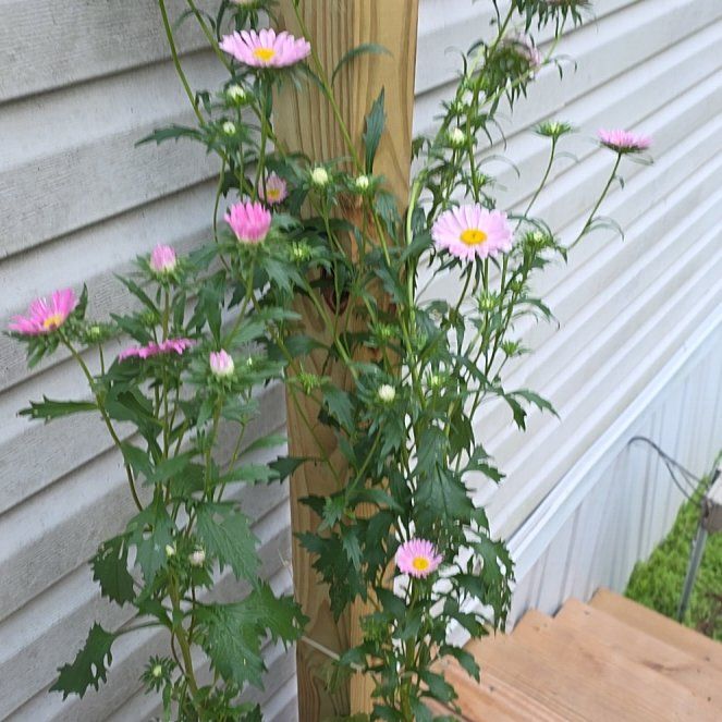 Photo of the plant species Marguerite Daisy by @MotherPansy11 named ChloroPhil on Greg, the plant care app