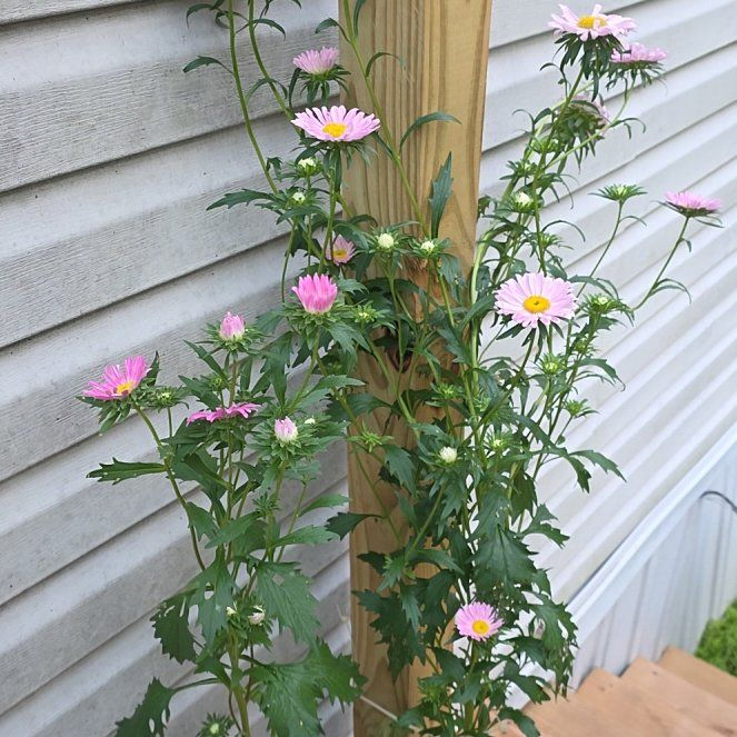 Photo of the plant species Michaelmas Daisy by @MotherPansy11 named Sir Plancelot on Greg, the plant care app