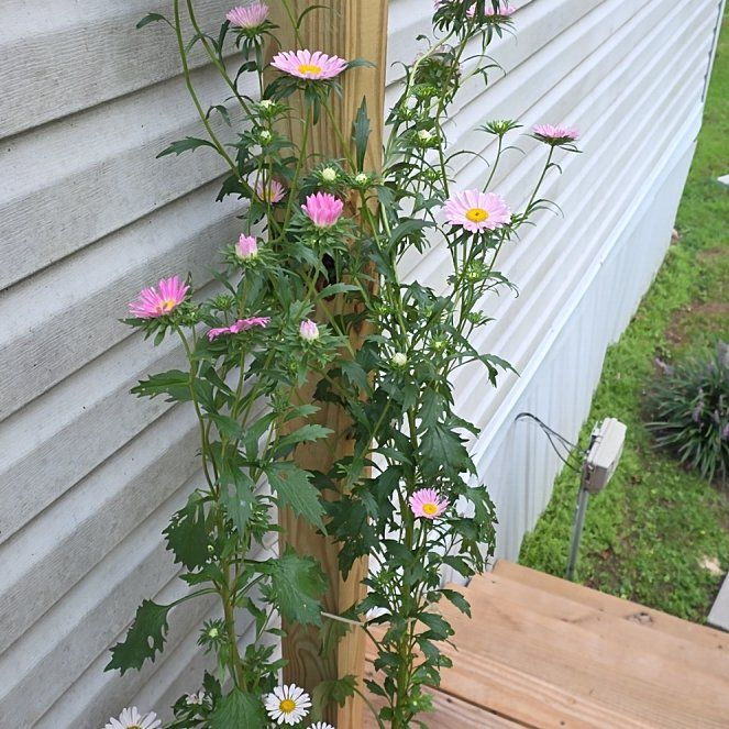 Photo of the plant species Michaelmas Daisy by @MotherPansy11 named Clooney on Greg, the plant care app