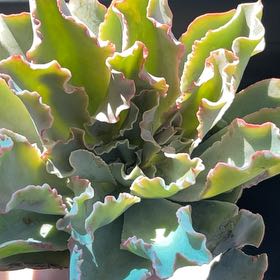 Photo of the plant species Echeveria Hawaii by @SolidAvocado76 named Coco on Greg, the plant care app