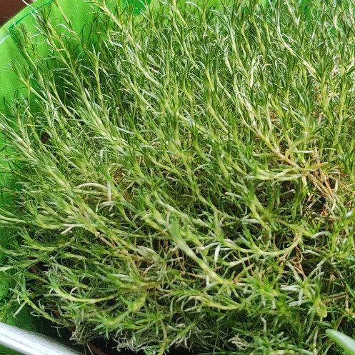 Photo of the plant species Scotch Moss by @WiredBoglaurel named Ronaldo on Greg, the plant care app
