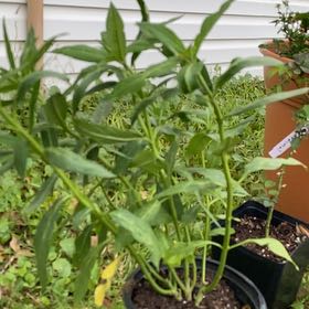 Photo of the plant species Milkweed by @WittyRedash77 named Maya on Greg, the plant care app