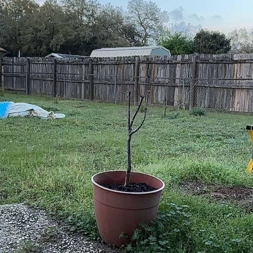 Photo of the plant species Bloodgood Japanese Maple by @WittyRedash77 named Kardashian on Greg, the plant care app