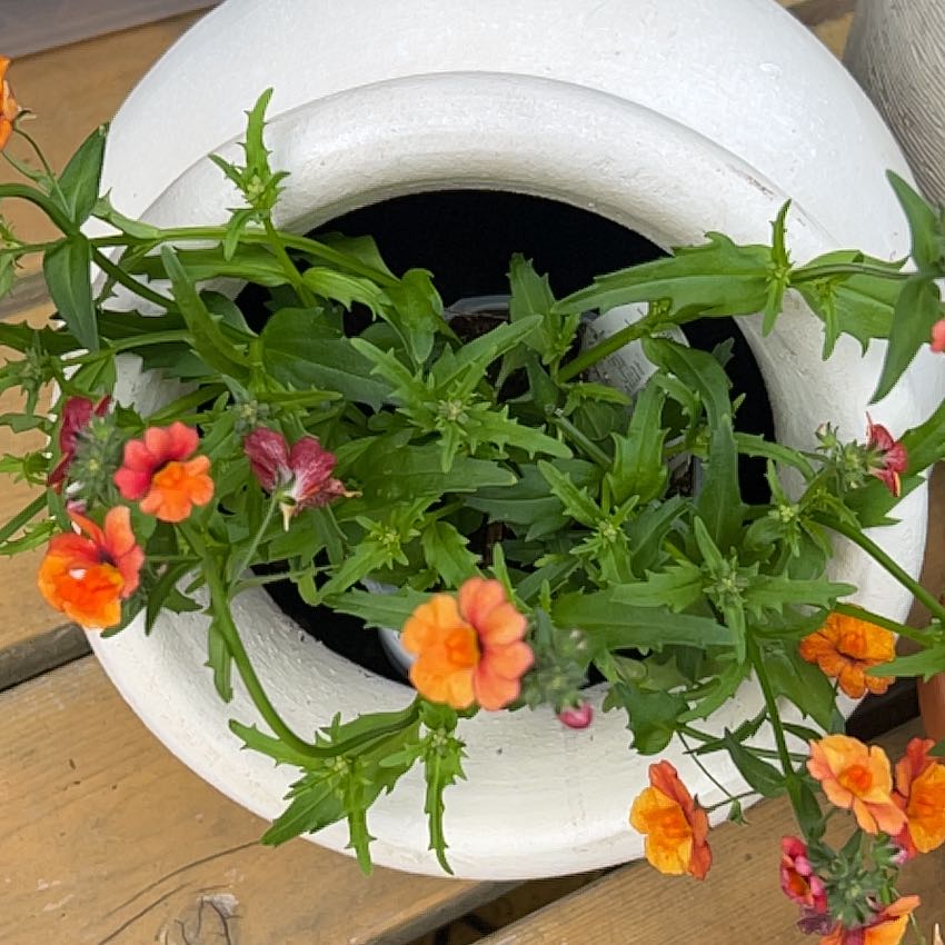 Photo of the plant species Nemesia 'Sunsatia Blood Orange' by @ActualRedlog43 named Marley on Greg, the plant care app