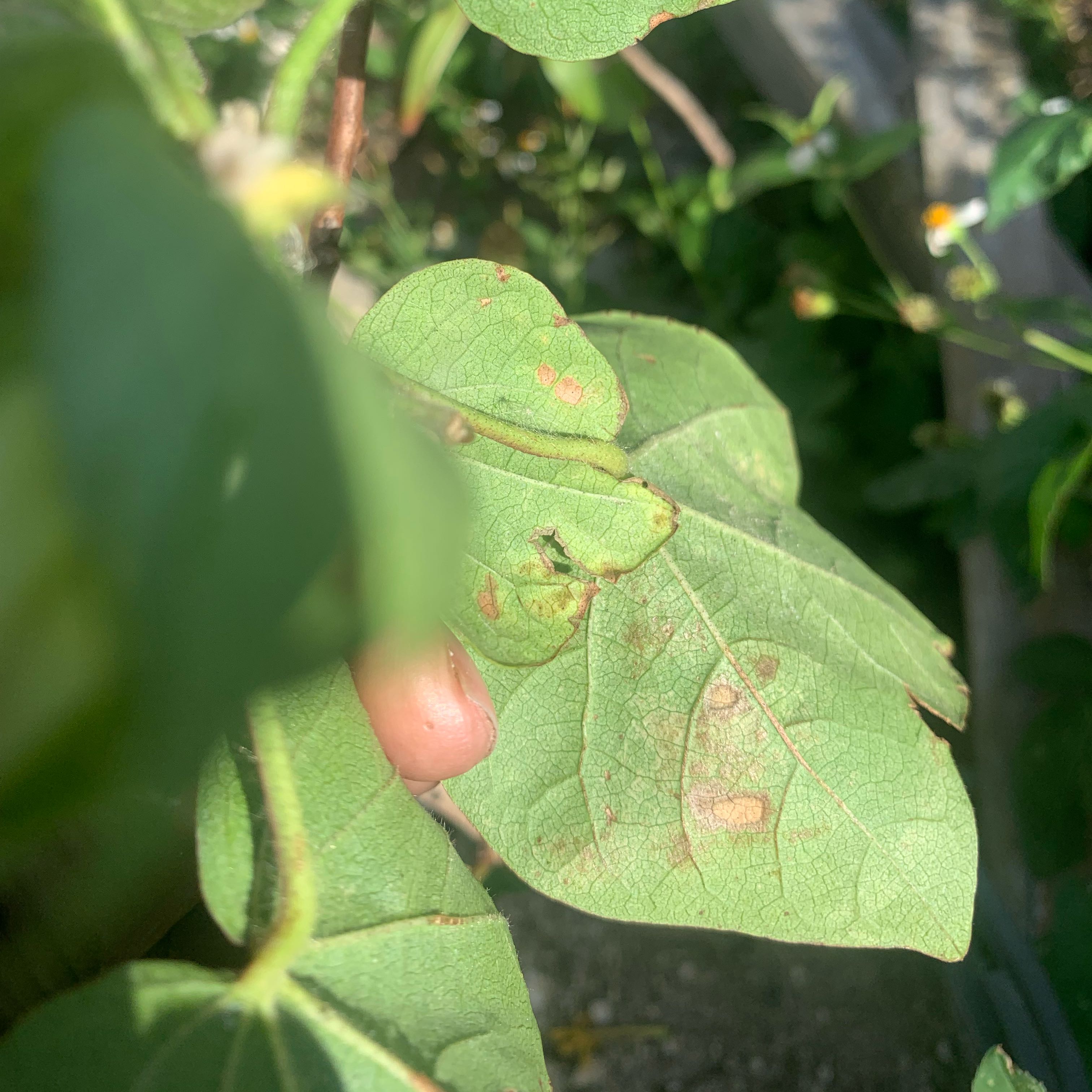 Photo of the plant species Runner Bean by @PrudentOxlip38 named Xena on Greg, the plant care app