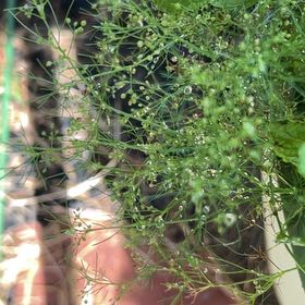 Photo of the plant species Russian Vine by @SirQuincula20 named Gaga on Greg, the plant care app