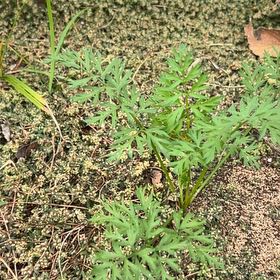 Photo of the plant species Annual Ragweed by @SirQuincula20 named Diana on Greg, the plant care app