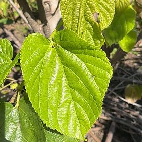 Photo of the plant species Black Mulberry by @LegitIvygourd named Gaga on Greg, the plant care app