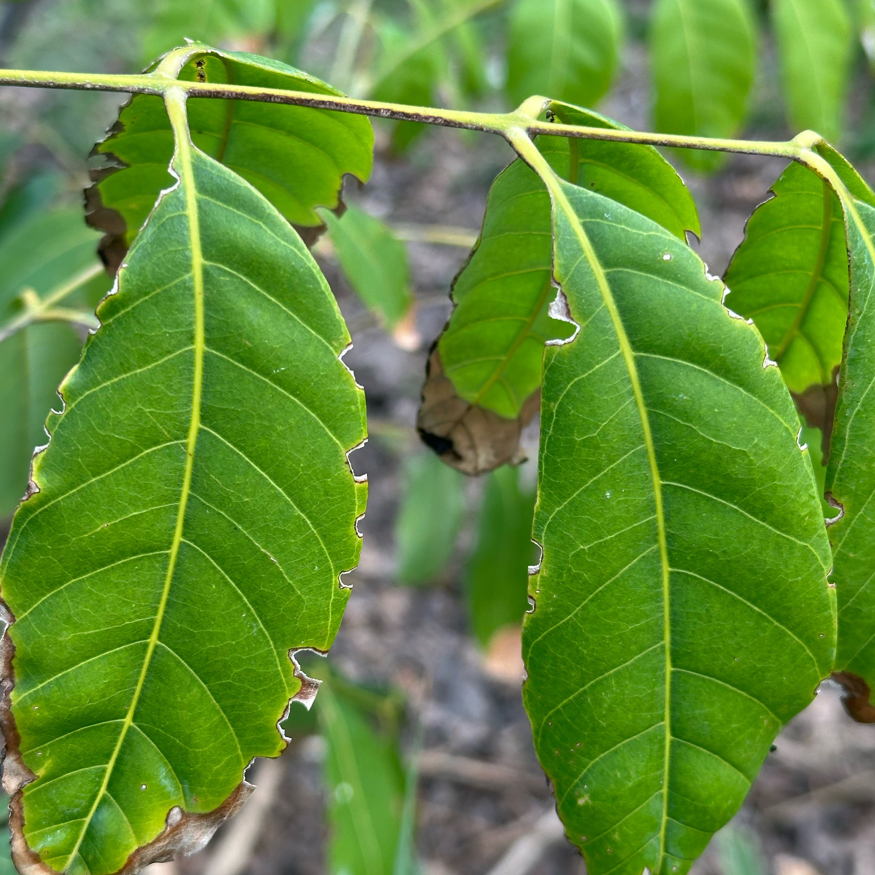 Photo of the plant species Neem by @LegitIvygourd named Fernie Saunders on Greg, the plant care app