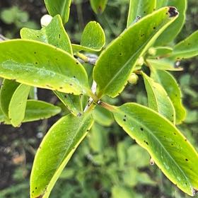 Photo of the plant species Strawberry Guava by @LegitIvygourd named Navajo on Greg, the plant care app
