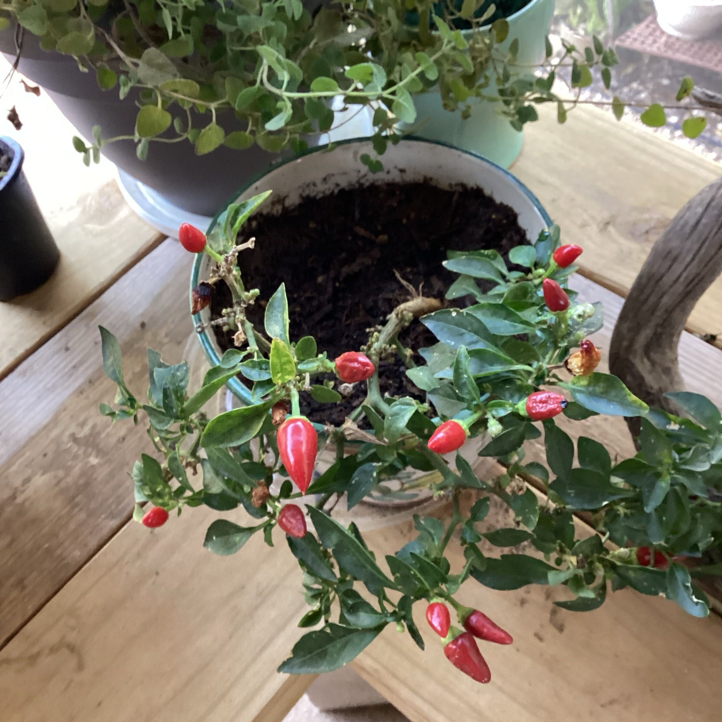 Photo of the plant species Ornamental Pepper by @RadAngelmoss88 named Beyonce on Greg, the plant care app