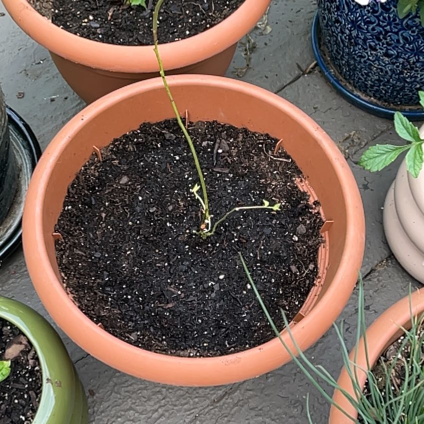 Photo of the plant species Blueberry by @IconBlackwattle named Leaf Erickson on Greg, the plant care app