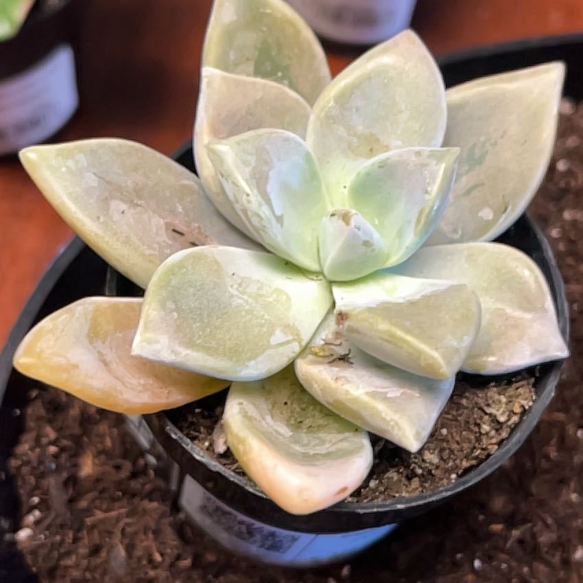 Photo of the plant species Graptopetalum Paraguayense Peach by @HipTutsan15 named Baesil on Greg, the plant care app