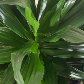 Photo of the plant species Dracaena Compacta by @SageCatthyme52 named Princess Diana on Greg, the plant care app