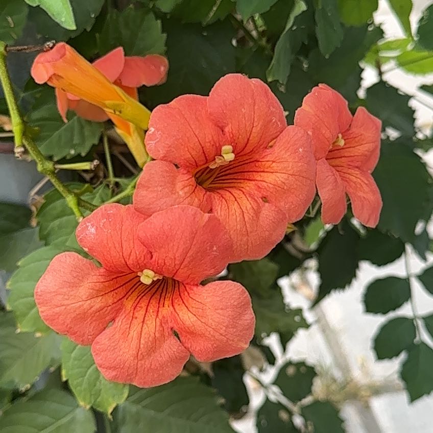 Photo of the plant species Trumpet Creeper by @FullSeagrape62 named Harper on Greg, the plant care app