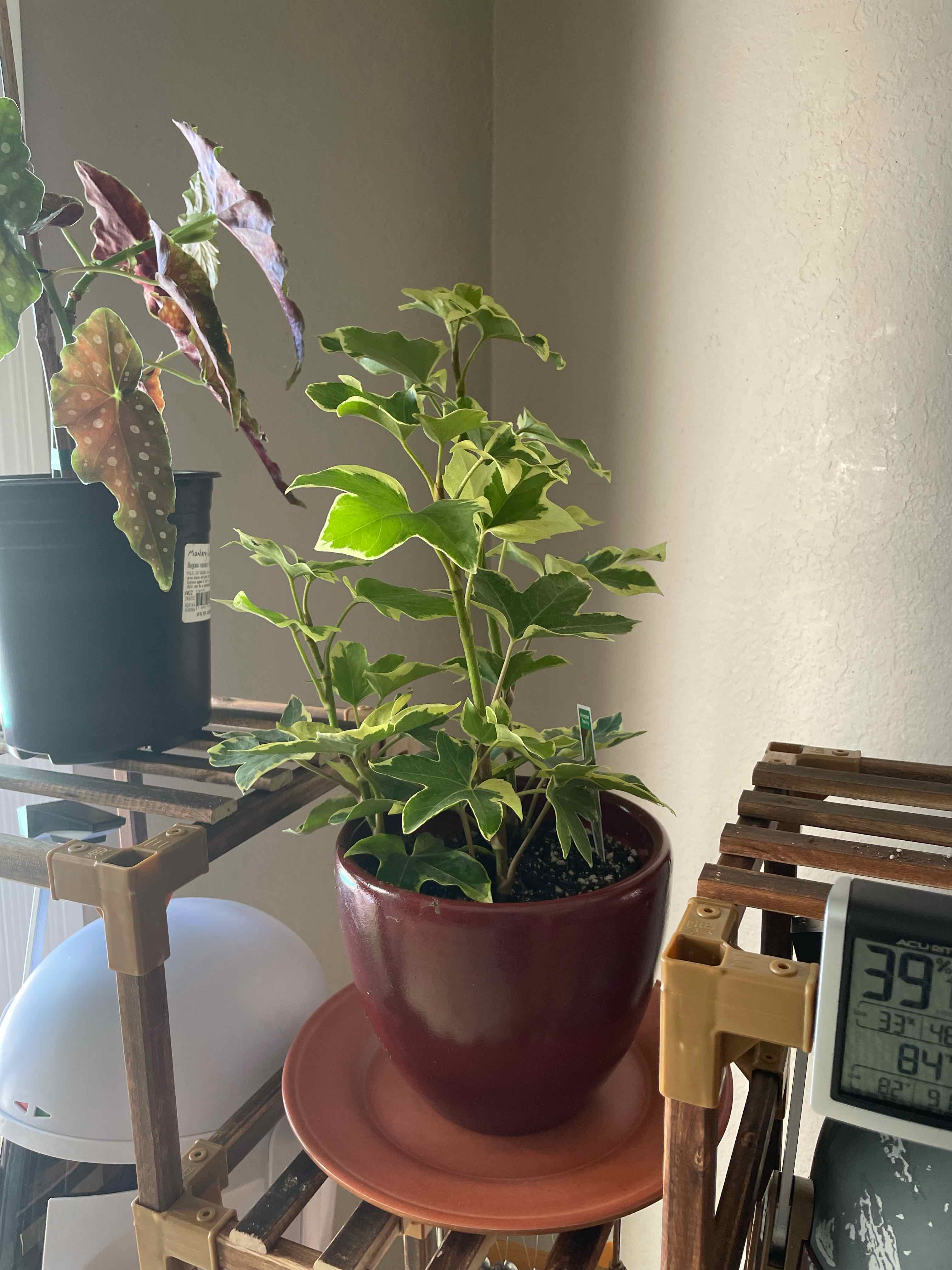 Potted English Ivy 'Goldchild' plant on a wooden shelf with another plant in the background.