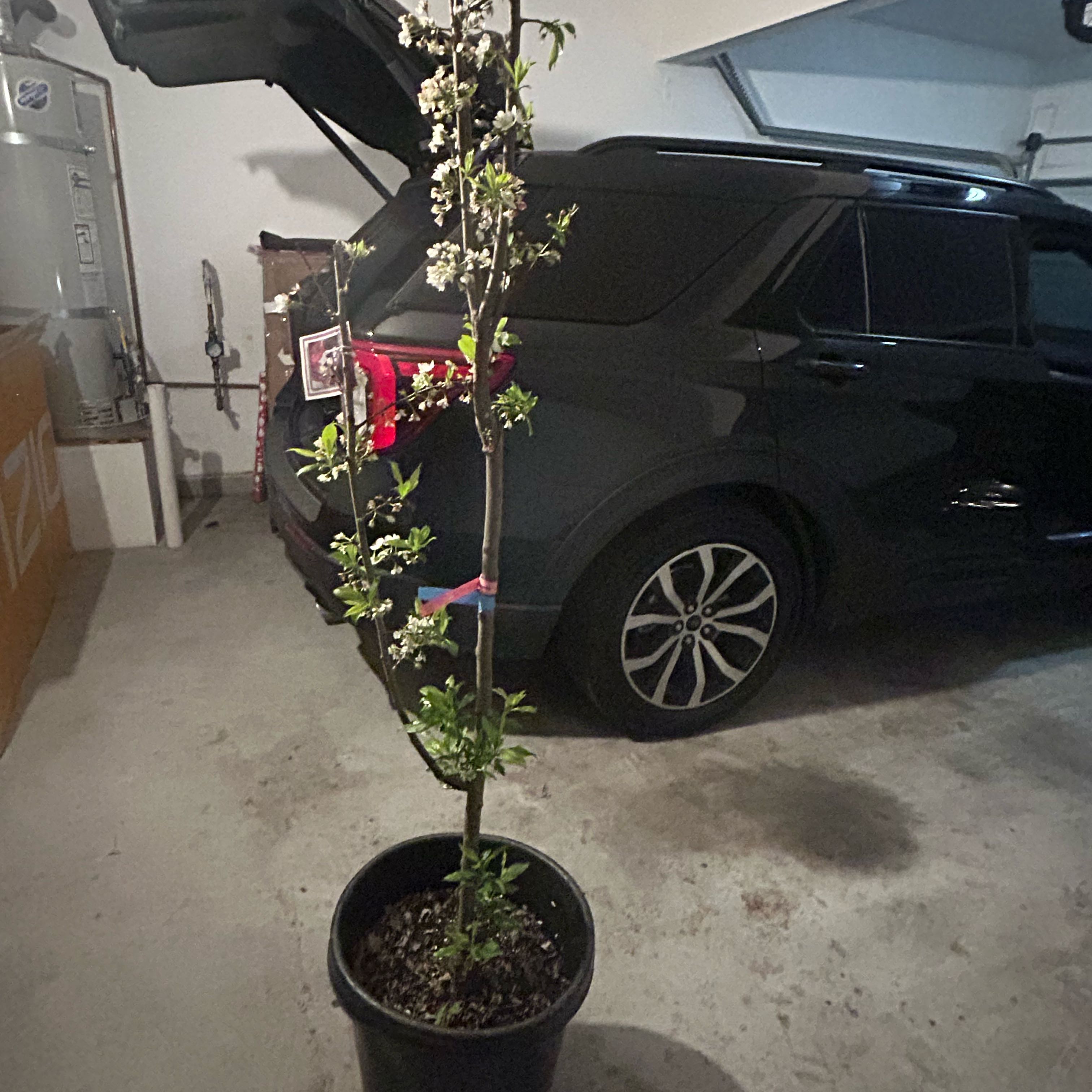 Photo of the plant species Bruce Plum by @AbleCarrot51 named Scarlett on Greg, the plant care app