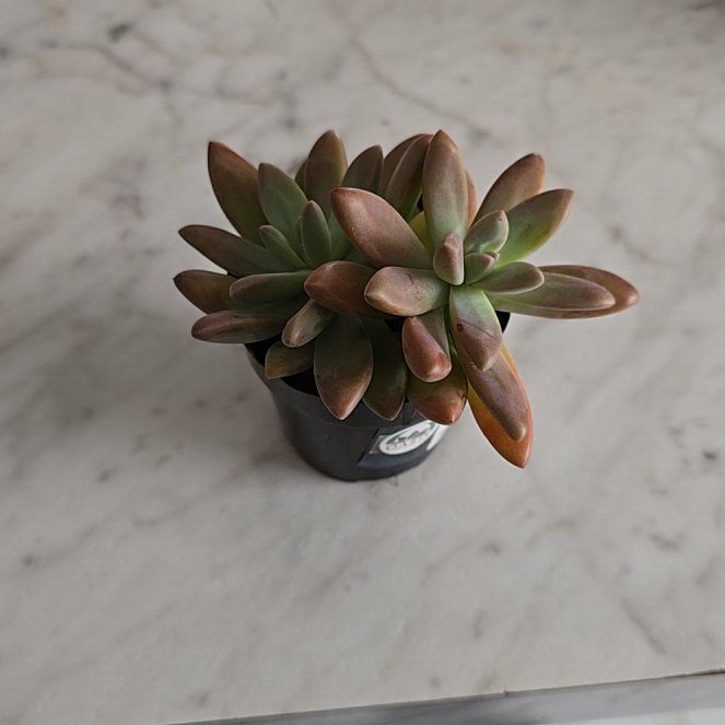Photo of the plant species Graptoveria 'Blue Pearl' by @LustrousTeatree named Zeus on Greg, the plant care app