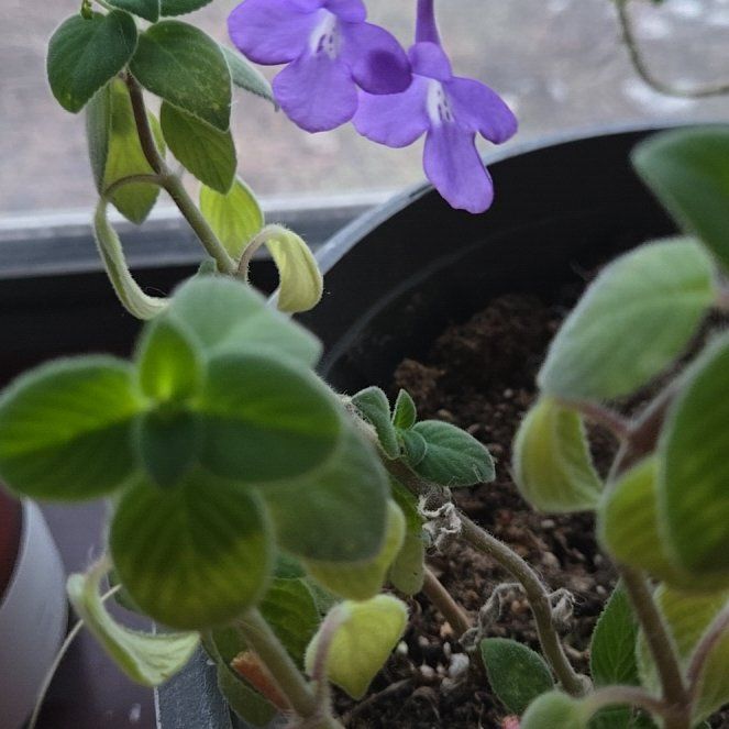 Photo of the plant species Nodding Violet by @ExaltedRedlion named Chloe on Greg, the plant care app