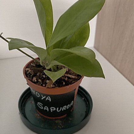 Photo of the plant species Hoya sp. sapuroa by @Laurilius named Sapuroa on Greg, the plant care app