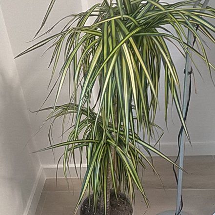 Photo of the plant species Kiwi Dracaena by @Laurilius named Cleopatra on Greg, the plant care app