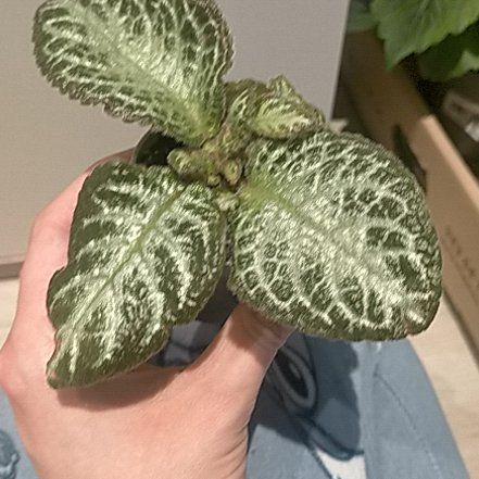 Photo of the plant species Episcia 'Teddy Bear' by @Laurilius named Naomi on Greg, the plant care app