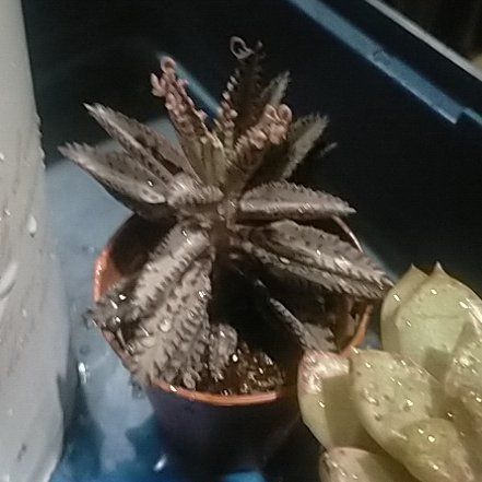 Photo of the plant species Kalanchoe Pink Butterflies by @Laurilius named Buffy on Greg, the plant care app