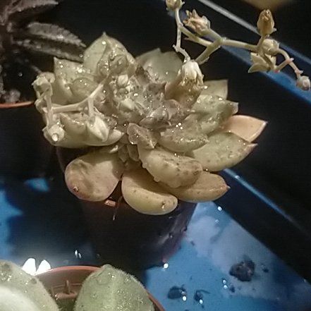 Photo of the plant species Graptoveria Murasaki by @Laurilius named Melody on Greg, the plant care app