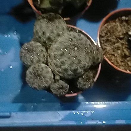 Photo of the plant species Sulcorebutia by @Laurilius named Bulbasur on Greg, the plant care app