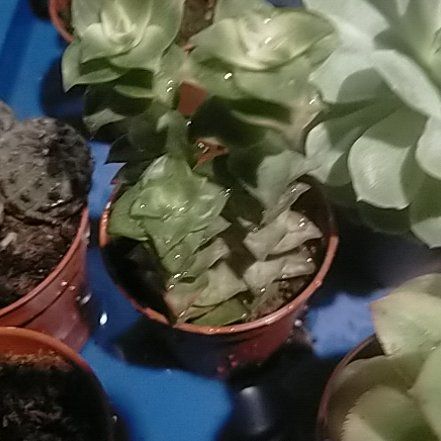 Photo of the plant species Ivory Towers Crassula by @Laurilius named Crassula Perforara variegata on Greg, the plant care app
